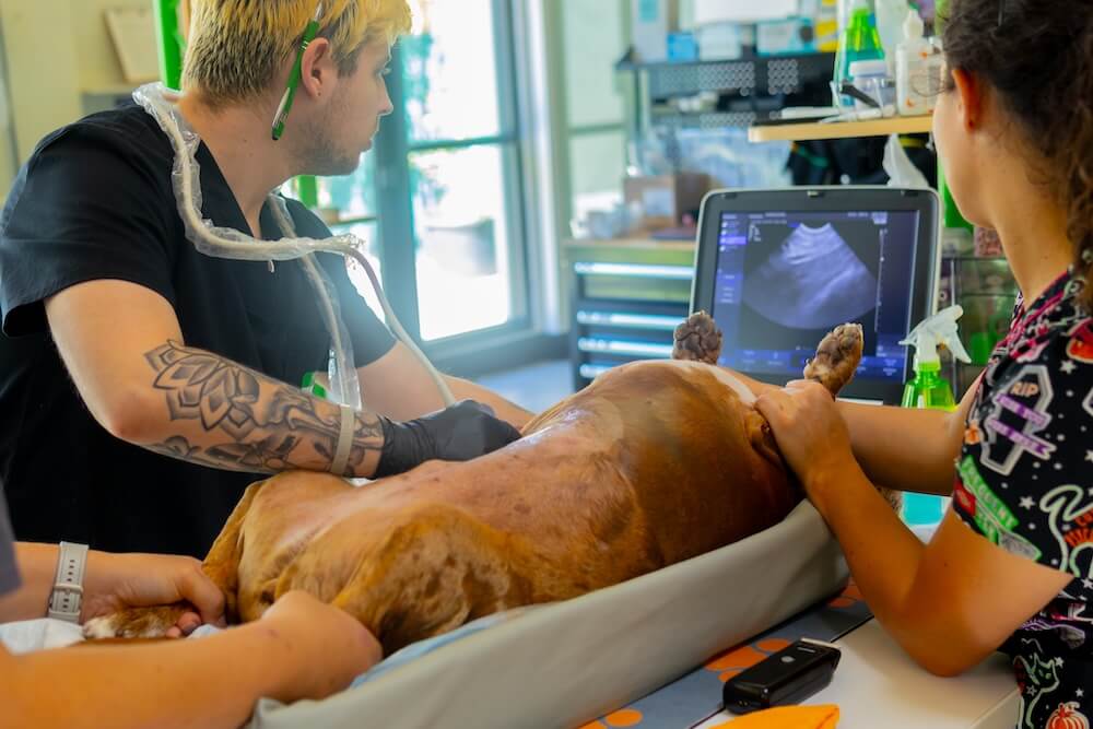 Green Dog University lectures 45