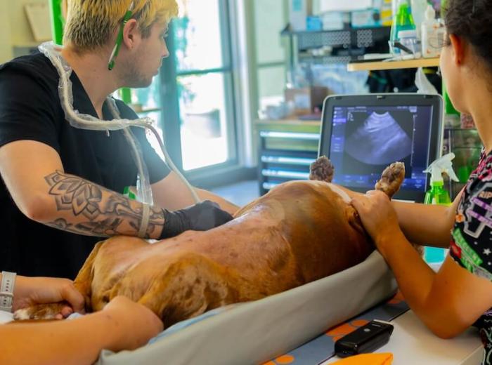 Abdominal Ultrasound Workshop